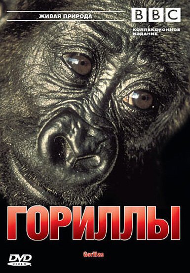 BBC: Гориллы / Wildlife Special: Gorillas