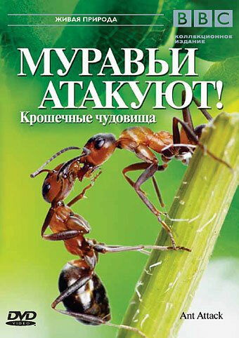 BBC: Муравьи атакуют / Ant Attack