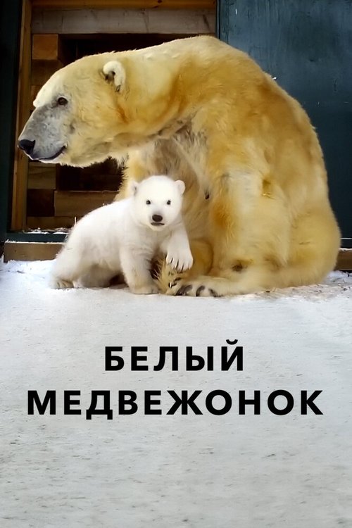 Белый медвежонок / Britain's Polar Bear Cub