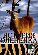 История олененка / The Littlest Reindeer