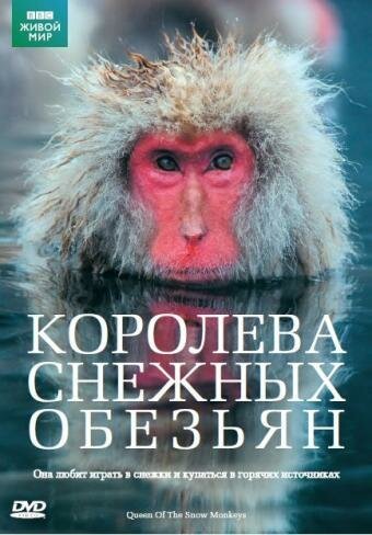 Королева снежных обезьян / Snow Monkeys - Who's Hot and Who's Not