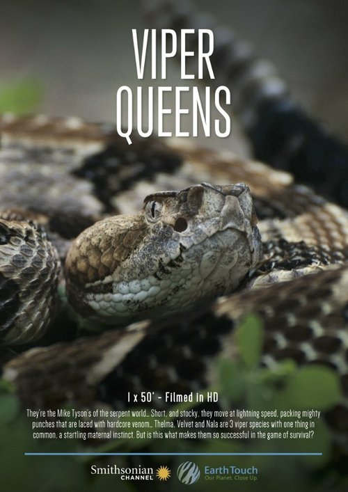 Королевы гадюк / Viper Queens