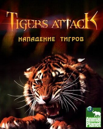 Нападение тигров / Tigers Attack