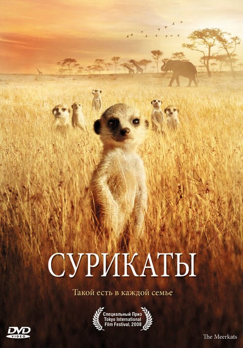 Сурикаты / The Meerkats