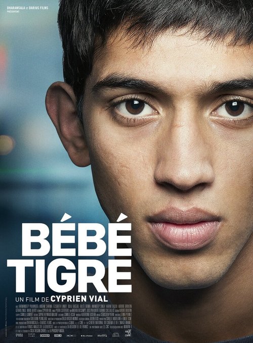 Молодой тигр / Bébé tigre