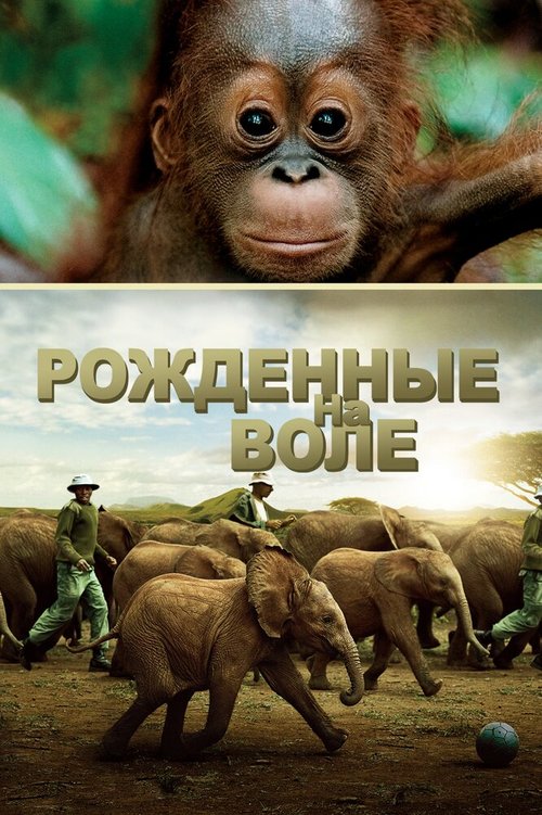 Рожденные на воле / Born to Be Wild